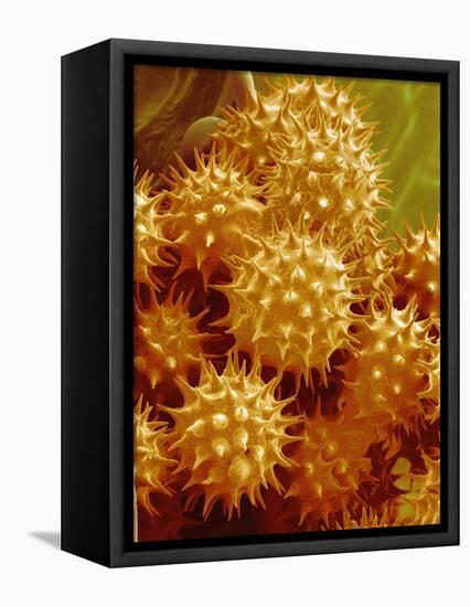 Sunflower Pollen-Micro Discovery-Framed Stretched Canvas