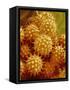 Sunflower Pollen-Micro Discovery-Framed Stretched Canvas