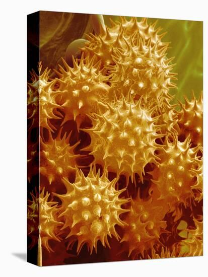 Sunflower Pollen-Micro Discovery-Stretched Canvas