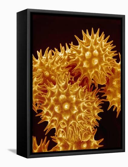 Sunflower Pollen-Micro Discovery-Framed Stretched Canvas