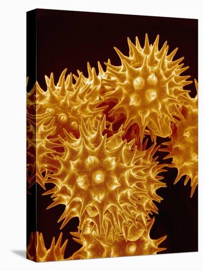 Sunflower Pollen-Micro Discovery-Stretched Canvas