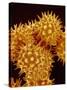 Sunflower Pollen-Micro Discovery-Stretched Canvas