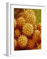 Sunflower Pollen-Micro Discovery-Framed Photographic Print