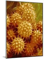 Sunflower Pollen-Micro Discovery-Mounted Photographic Print