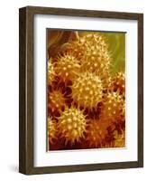 Sunflower Pollen-Micro Discovery-Framed Photographic Print