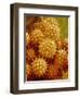 Sunflower Pollen-Micro Discovery-Framed Photographic Print