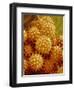 Sunflower Pollen-Micro Discovery-Framed Photographic Print