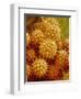 Sunflower Pollen-Micro Discovery-Framed Photographic Print