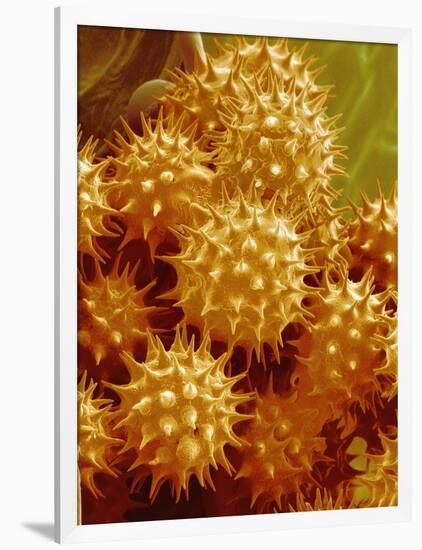 Sunflower Pollen-Micro Discovery-Framed Photographic Print