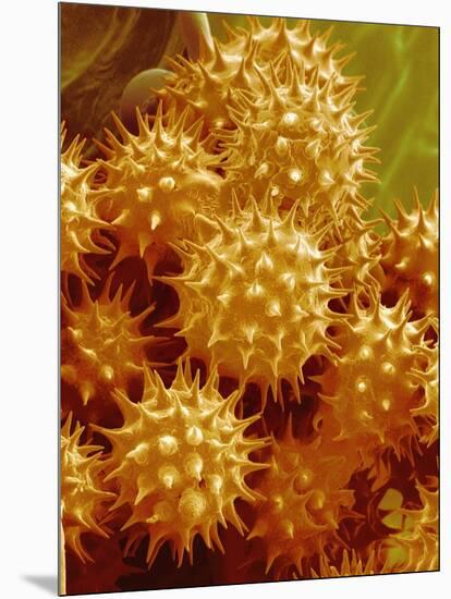 Sunflower Pollen-Micro Discovery-Mounted Photographic Print