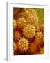 Sunflower Pollen-Micro Discovery-Framed Photographic Print