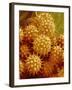 Sunflower Pollen-Micro Discovery-Framed Photographic Print