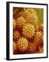 Sunflower Pollen-Micro Discovery-Framed Photographic Print