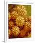 Sunflower Pollen-Micro Discovery-Framed Photographic Print