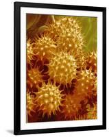 Sunflower Pollen-Micro Discovery-Framed Photographic Print