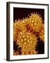 Sunflower Pollen-Micro Discovery-Framed Photographic Print