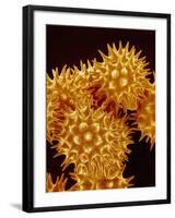 Sunflower Pollen-Micro Discovery-Framed Photographic Print