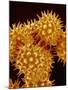 Sunflower Pollen-Micro Discovery-Mounted Photographic Print