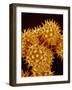 Sunflower Pollen-Micro Discovery-Framed Photographic Print