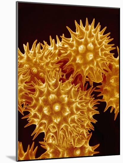 Sunflower Pollen-Micro Discovery-Mounted Photographic Print