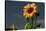 Sunflower Portrait, Sunflower Festival, Hood River, Oregon, USA-Michel Hersen-Stretched Canvas