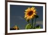 Sunflower Portrait, Sunflower Festival, Hood River, Oregon, USA-Michel Hersen-Framed Photographic Print