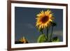 Sunflower Portrait, Sunflower Festival, Hood River, Oregon, USA-Michel Hersen-Framed Photographic Print