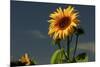 Sunflower Portrait, Sunflower Festival, Hood River, Oregon, USA-Michel Hersen-Mounted Photographic Print