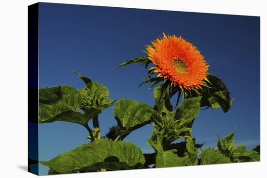 Sunflower Portrait, Sunflower Festival, Hood River, Oregon, USA-Michel Hersen-Stretched Canvas