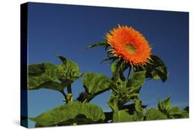 Sunflower Portrait, Sunflower Festival, Hood River, Oregon, USA-Michel Hersen-Stretched Canvas