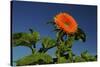 Sunflower Portrait, Sunflower Festival, Hood River, Oregon, USA-Michel Hersen-Stretched Canvas