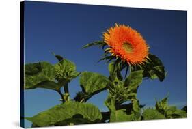 Sunflower Portrait, Sunflower Festival, Hood River, Oregon, USA-Michel Hersen-Stretched Canvas