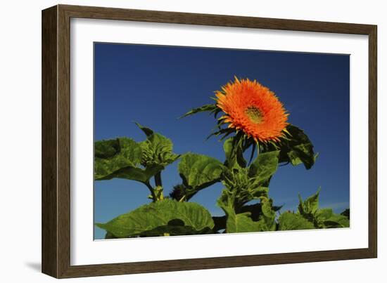 Sunflower Portrait, Sunflower Festival, Hood River, Oregon, USA-Michel Hersen-Framed Photographic Print