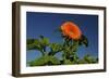 Sunflower Portrait, Sunflower Festival, Hood River, Oregon, USA-Michel Hersen-Framed Photographic Print