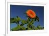 Sunflower Portrait, Sunflower Festival, Hood River, Oregon, USA-Michel Hersen-Framed Photographic Print