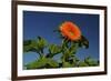 Sunflower Portrait, Sunflower Festival, Hood River, Oregon, USA-Michel Hersen-Framed Photographic Print