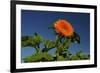 Sunflower Portrait, Sunflower Festival, Hood River, Oregon, USA-Michel Hersen-Framed Photographic Print