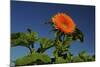 Sunflower Portrait, Sunflower Festival, Hood River, Oregon, USA-Michel Hersen-Mounted Photographic Print