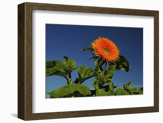 Sunflower Portrait, Sunflower Festival, Hood River, Oregon, USA-Michel Hersen-Framed Photographic Print