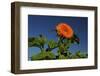 Sunflower Portrait, Sunflower Festival, Hood River, Oregon, USA-Michel Hersen-Framed Photographic Print