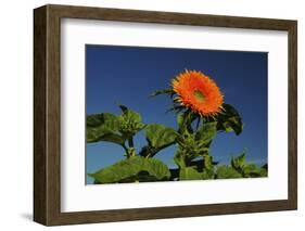 Sunflower Portrait, Sunflower Festival, Hood River, Oregon, USA-Michel Hersen-Framed Photographic Print