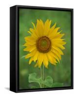 Sunflower, Provence, France, Europe-Rainford Roy-Framed Stretched Canvas