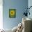 Sunflower, Provence, France, Europe-Rainford Roy-Framed Stretched Canvas displayed on a wall