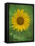 Sunflower, Provence, France, Europe-Rainford Roy-Framed Stretched Canvas