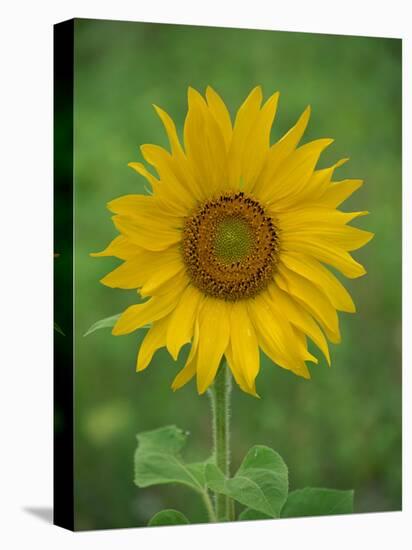 Sunflower, Provence, France, Europe-Rainford Roy-Stretched Canvas