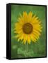 Sunflower, Provence, France, Europe-Rainford Roy-Framed Stretched Canvas