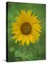 Sunflower, Provence, France, Europe-Rainford Roy-Stretched Canvas