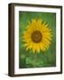 Sunflower, Provence, France, Europe-Rainford Roy-Framed Photographic Print