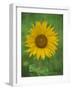 Sunflower, Provence, France, Europe-Rainford Roy-Framed Photographic Print