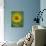 Sunflower, Provence, France, Europe-Rainford Roy-Photographic Print displayed on a wall